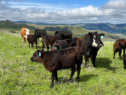 Hells Canyon Cattle