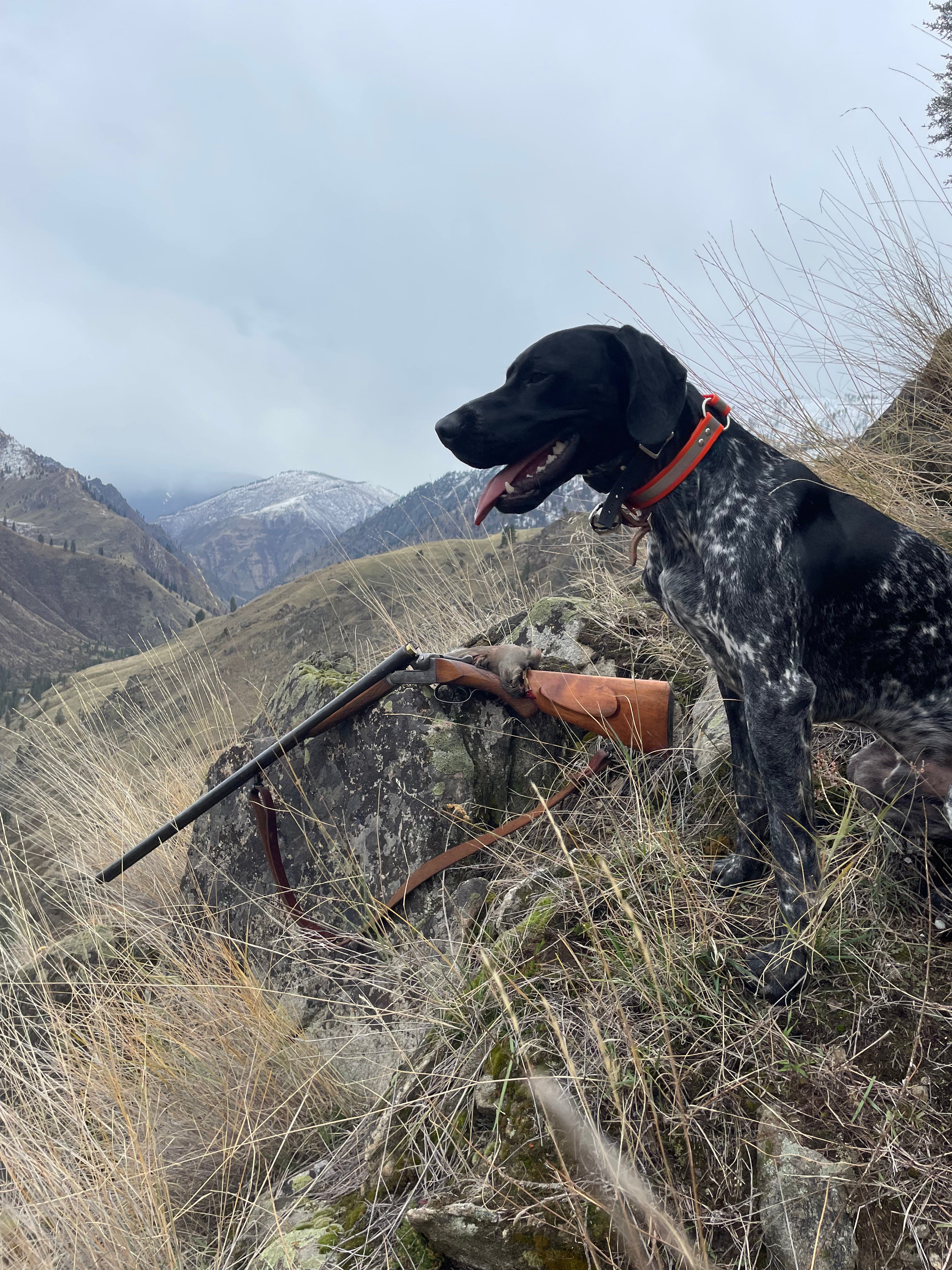 Black dog with a hunting rifle on a mountainous landscape